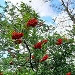 Sorbus aucupariaVili