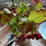 Viburnum opulusFruit