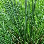 Juncus effusus पत्ता