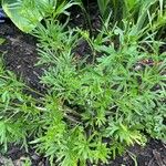 Delphinium carolinianum Leaf