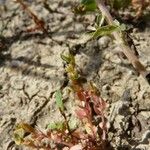 Lysimachia minima Habitus