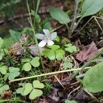 Oxalis montanaFlower