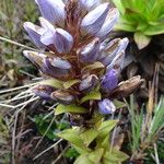 Gentianella dasyantha