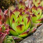 Sempervivum montanum Hoja