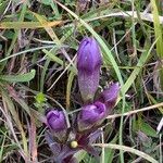 Gentianella germanica Flower