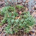 Dianthus arenarius Leaf