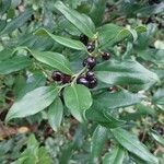 Sarcococca ruscifolia Blad