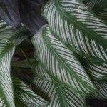 Calathea ornata葉