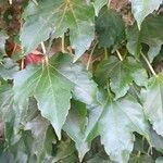 Parthenocissus tricuspidata Leaf