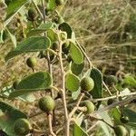 Grewia bicolor Frucht