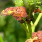 Euphorbia mellifera Flower