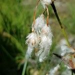 Eriophorum angustifolium Frucht