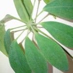 Heptapleurum arboricola Blatt