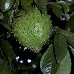 Annona muricata Φρούτο