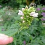 Cedronella canariensis Blüte