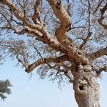 Adansonia za Кора