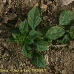 Amaranthus graecizans फूल