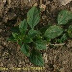 Amaranthus graecizans Lorea