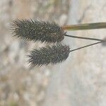 Phleum alpinum 花