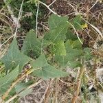 Bryonia verrucosa Hoja