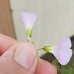 Oxalis latifolia Blomst