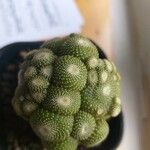 Blossfeldia liliputana Yaprak