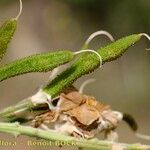 Adenocarpus decorticans Fruit