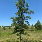 Quercus macrocarpa Blatt