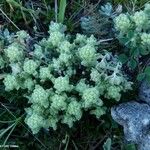 Teucrium rouyanum Hoja