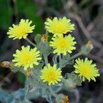 Andryala integrifolia Flor