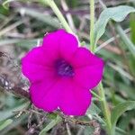 Petunia interior Lorea