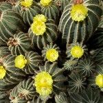 Parodia magnifica Кветка