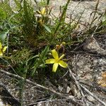 Lactuca viminea 整株植物