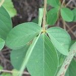 Crotalaria pallida Φύλλο