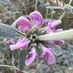 Phlomis purpureaFlor