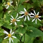 Eurybia schreberi Flower