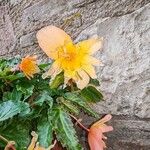 Begonia boliviensisFlors