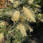 Grevillea leucopterisFlower