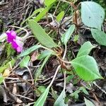 Impatiens flaccida Habit