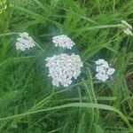 Achillea nobilisফুল