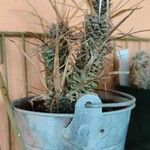 Tephrocactus articulatus叶