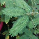 Mimosa sensitiva Leaf