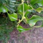 Smilax aspera Ліст