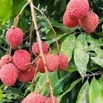 Litchi chinensis Vrucht