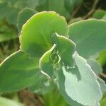 Kalanchoe laxiflora Leaf