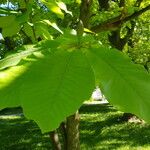 Magnolia obovata Foglia