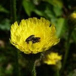 Hypochaeris maculata Blomma