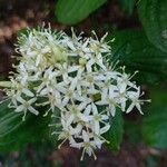 Cornus sanguinea Blüte