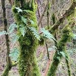 Polypodium vulgareഇല