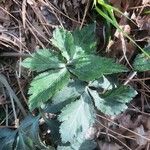 Sanicula canadensis Hoja